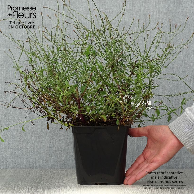 Example of Echtes Eisenkraut Bampton - Verbena officinalis Topf mit 2L/3L as you get in automne
