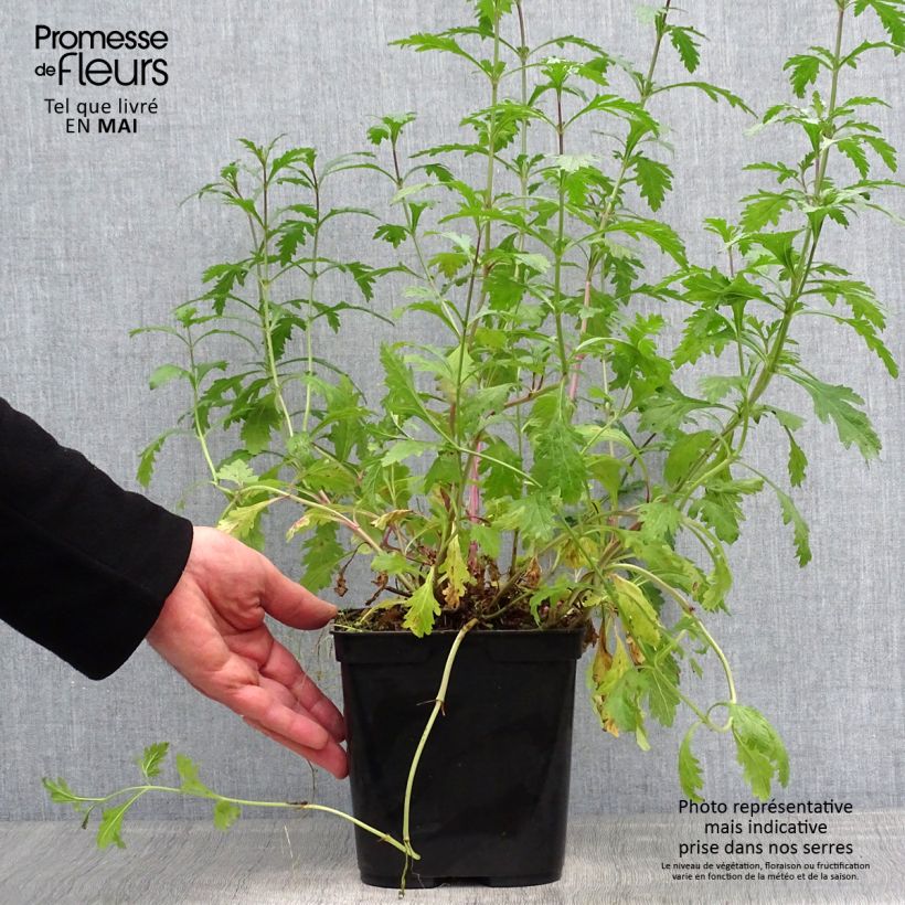 Exemplar von Echtes Eisenkraut Bampton - Verbena officinalis Topf mit 2L/3L wie im Frühjahr geliefert