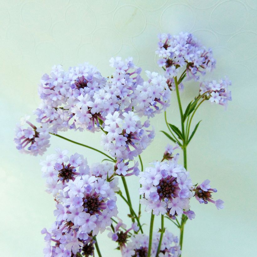 Verbena rigida Polaris - Steifes Eisenkraut (Flowering)