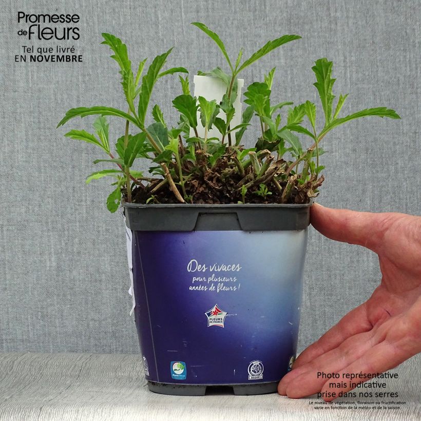 Example of Verbena rigida Venosa - Steifes Eisenkraut Topf mit 2L/3L as you get in automne