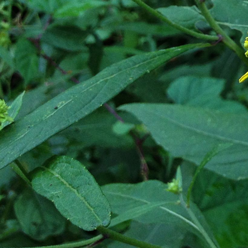 Verbesina alternifolia - Wechselständige Verbesina (Foliage)