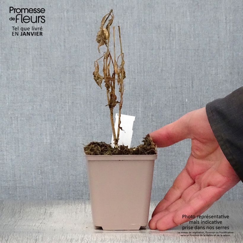 Exemplar von Verbesina alternifolia - Wechselständige Verbesina Kleine Töpfe von 8/9 cm wie im Winter geliefert