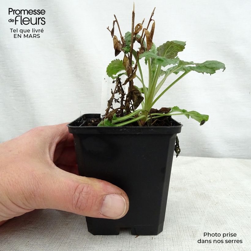 Exemplar von Goldrute Golden Fleece - Solidago sphacelata Kleine Töpfe von 8/9 cm wie im Frühjahr geliefert