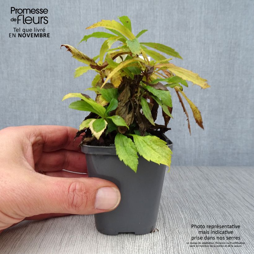 Example of Kanadische Goldrute - Solidago canadensis Kleine Töpfe von 7/8 cm as you get in automne