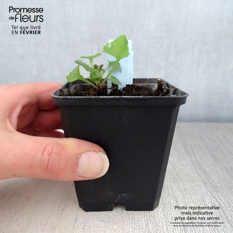 Exemplar von Goldrute Golden Fleece - Solidago sphacelata Kleine Töpfe von 8/9 cm wie im Winter geliefert