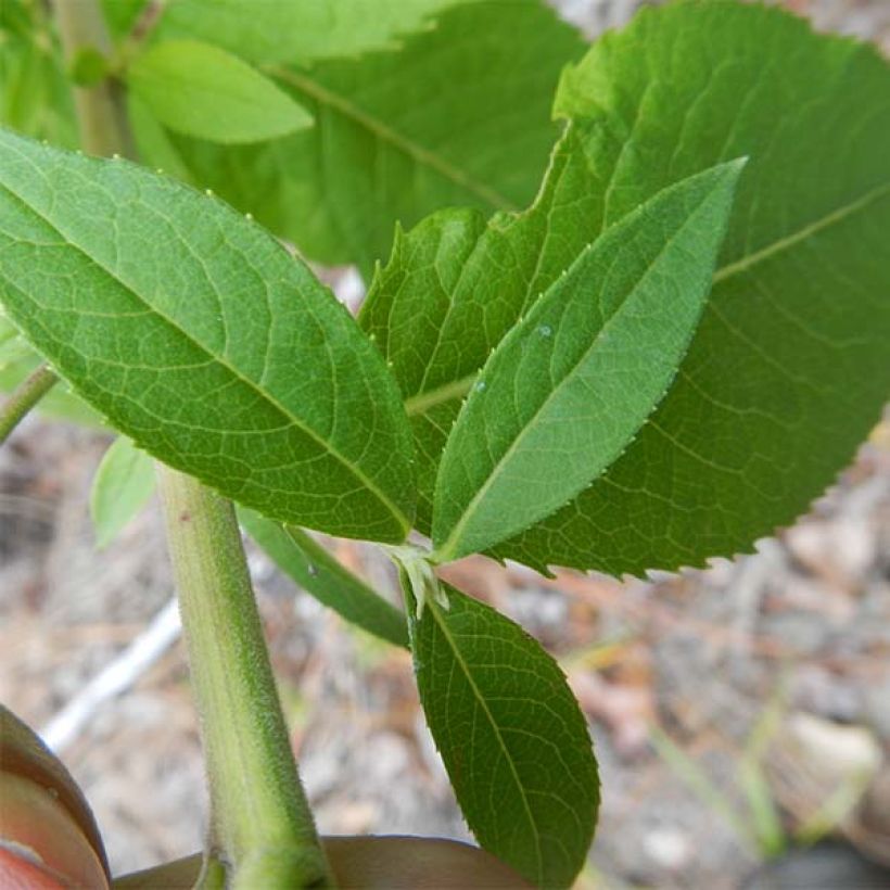 Vernonia baldwinii - Baldwins Scheinaster (Foliage)