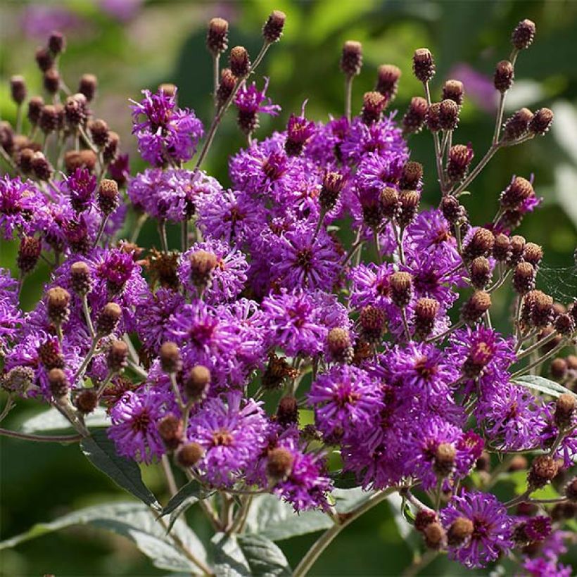 Vernonia baldwinii - Baldwins Scheinaster (Flowering)