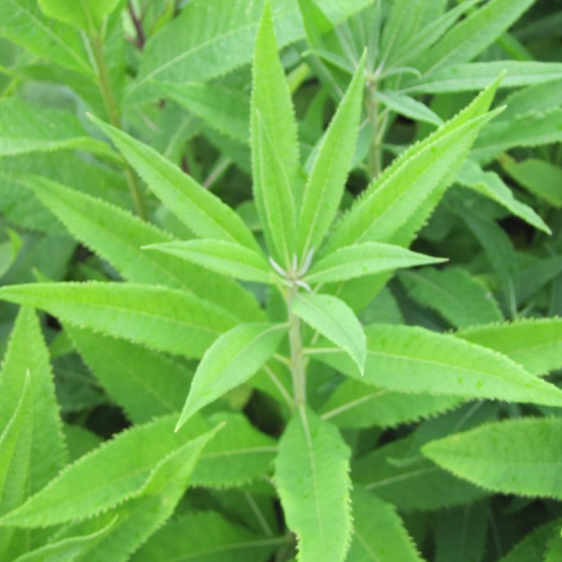 Vernonia crinita var. alba - Scheinaster (Foliage)