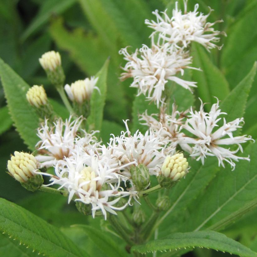 Vernonia crinita var. alba - Scheinaster (Flowering)