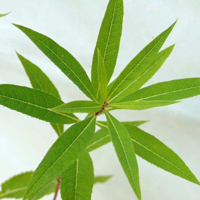 Vernonia crinita Mammuth - Scheinaster (Foliage)