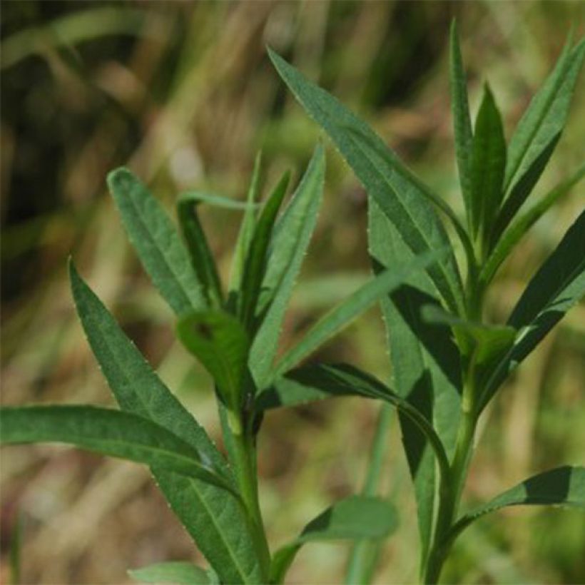 Vernonia fasciculata - Büschelige Scheinaster (Foliage)