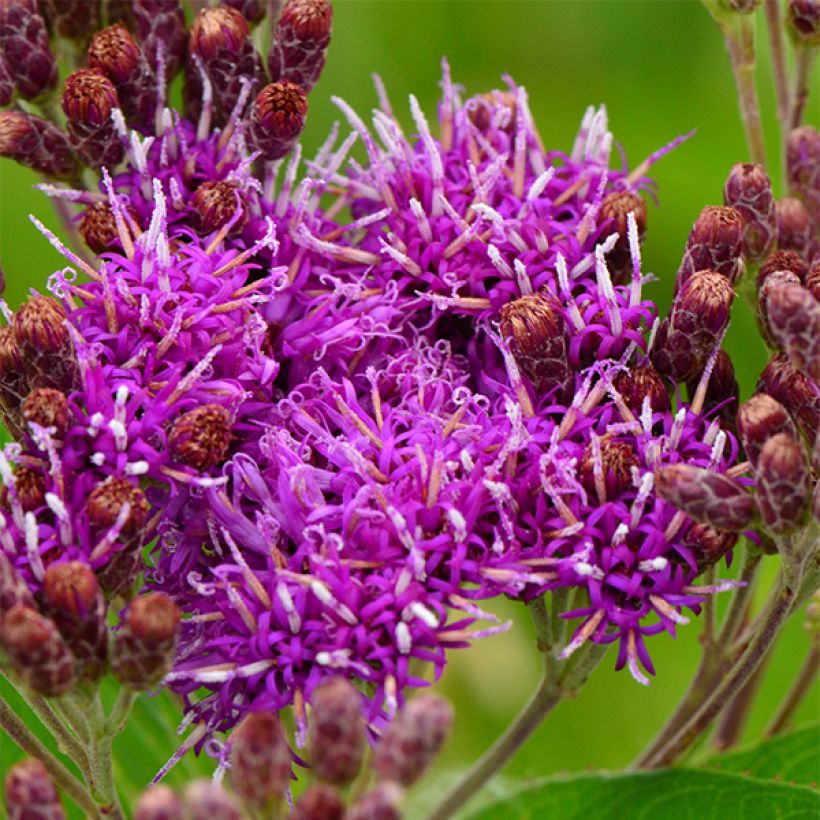 Vernonia fasciculata - Büschelige Scheinaster (Flowering)