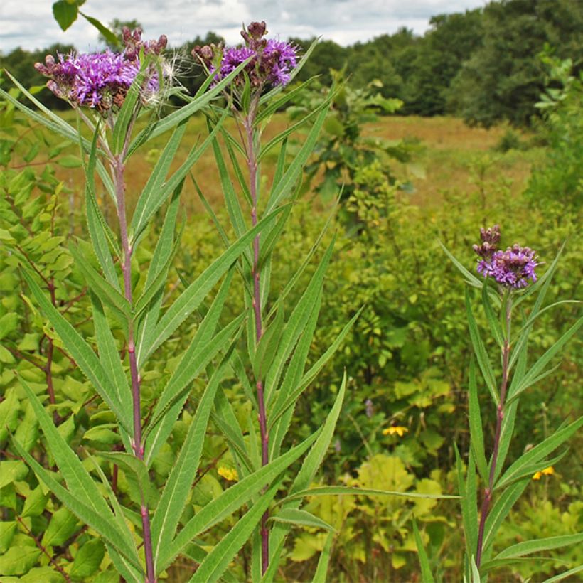 Vernonia fasciculata - Büschelige Scheinaster (Plant habit)