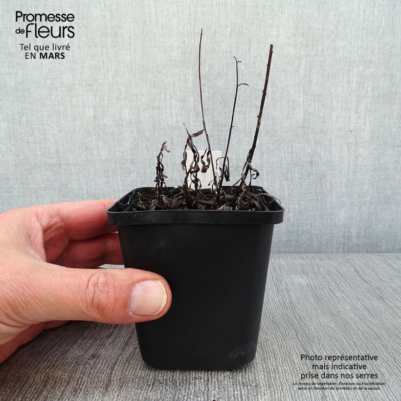 Example of Vernonia lettermannii - Lettermanns Scheinaster Kleine Töpfe von 8/9 cm as you get in hiver