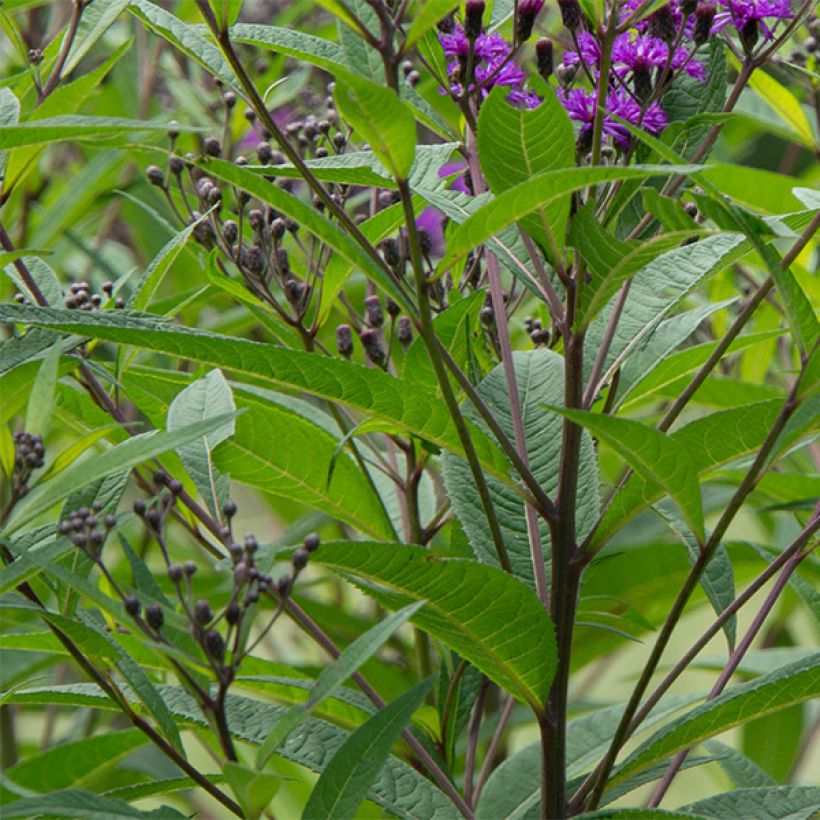 Vernonia noveboracensis - New York Scheinaster (Foliage)