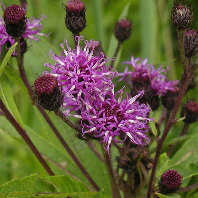 Vernonia noveboracensis - New York Scheinaster (Flowering)