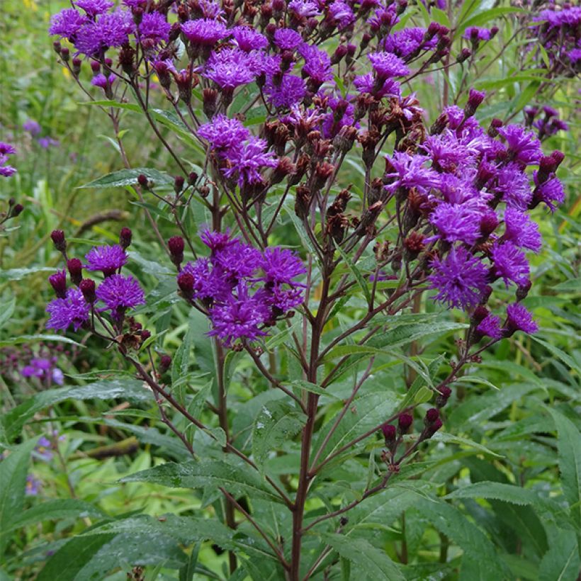 Vernonia noveboracensis - New York Scheinaster (Plant habit)