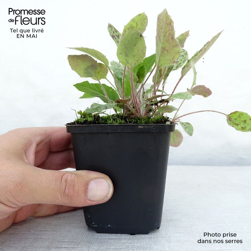 Exemplar von Vernonia noveboracensis - New York Scheinaster Kleine Töpfe von 8/9 cm wie im Frühjahr geliefert