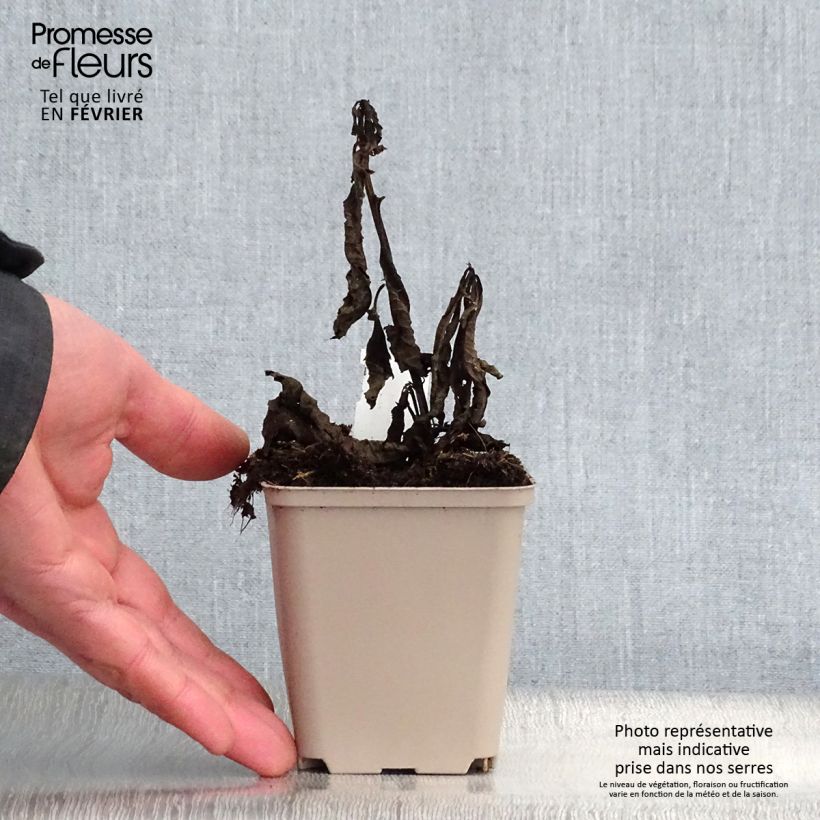 Exemplar von Vernonia noveboracensis White Lightning - Scheinaster Kleine Töpfe von 8/9 cm wie im Winter geliefert