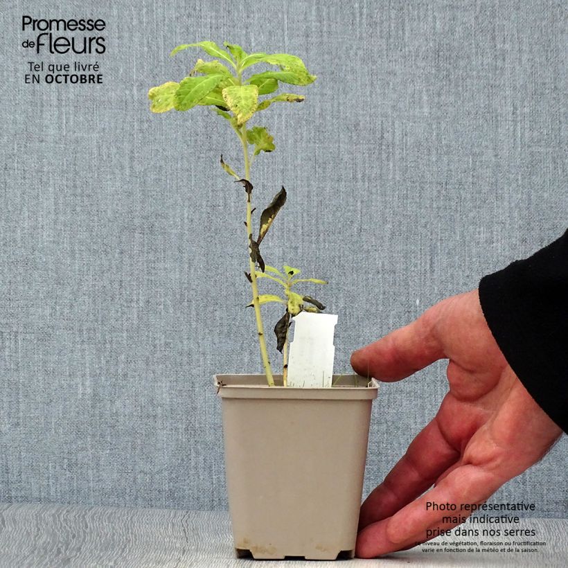 Example of Vernonia noveboracensis White Lightning - Scheinaster Kleine Töpfe von 8/9 cm as you get in automne
