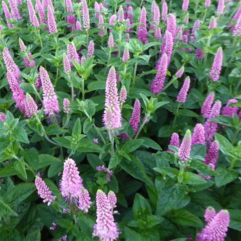 Veronica First Love - Ehrenpreis (Flowering)