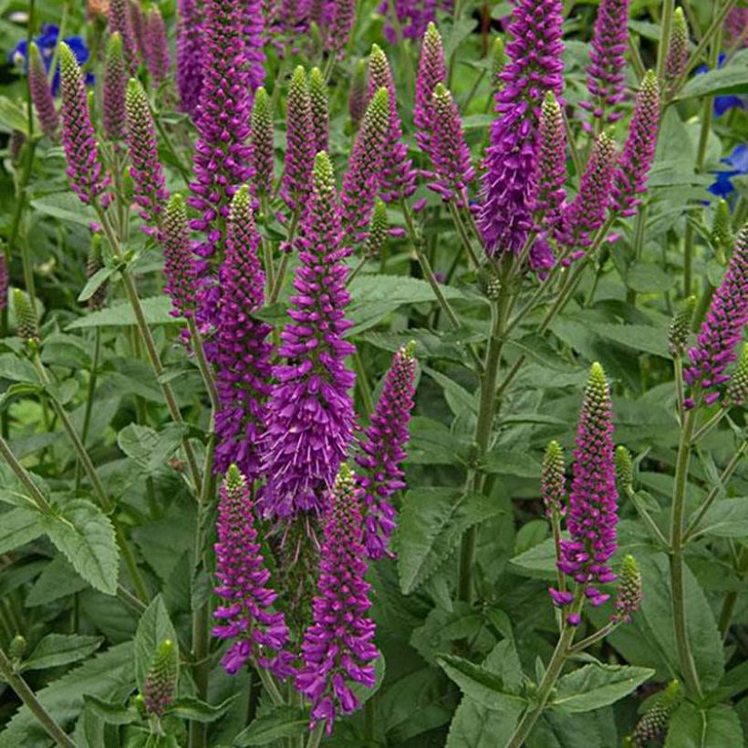 Veronica First Match - Ehrenpreis (Flowering)