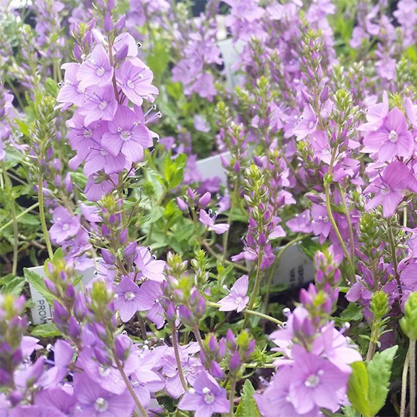Niederliegender Ehrenpreis Mrs Holt - Veronica prostrata (Flowering)