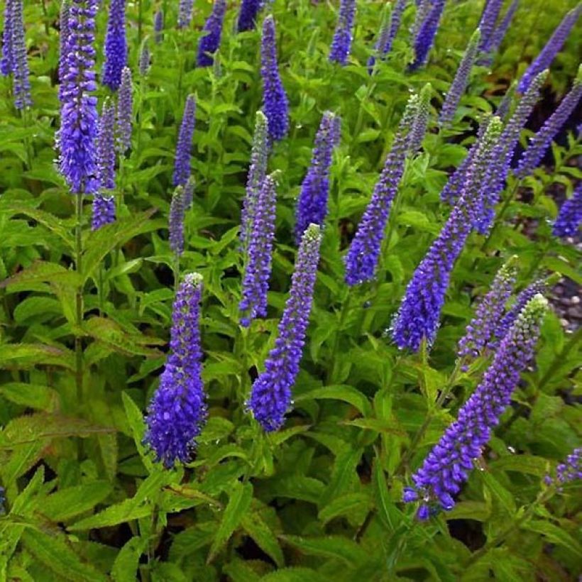 Veronica Sunny Border Blue - Ehrenpreis (Plant habit)