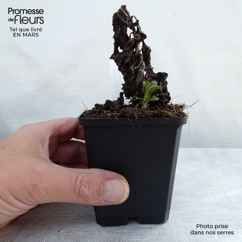 Exemplar von Veronica Sunny Border Blue - Ehrenpreis Kleine Töpfe von 8/9 cm wie im Frühjahr geliefert