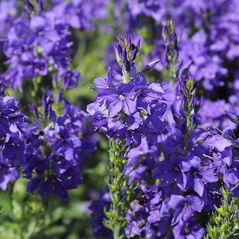 Veronica austriaca Knallblau - Österreichischer Ehrenpreis (Flowering)