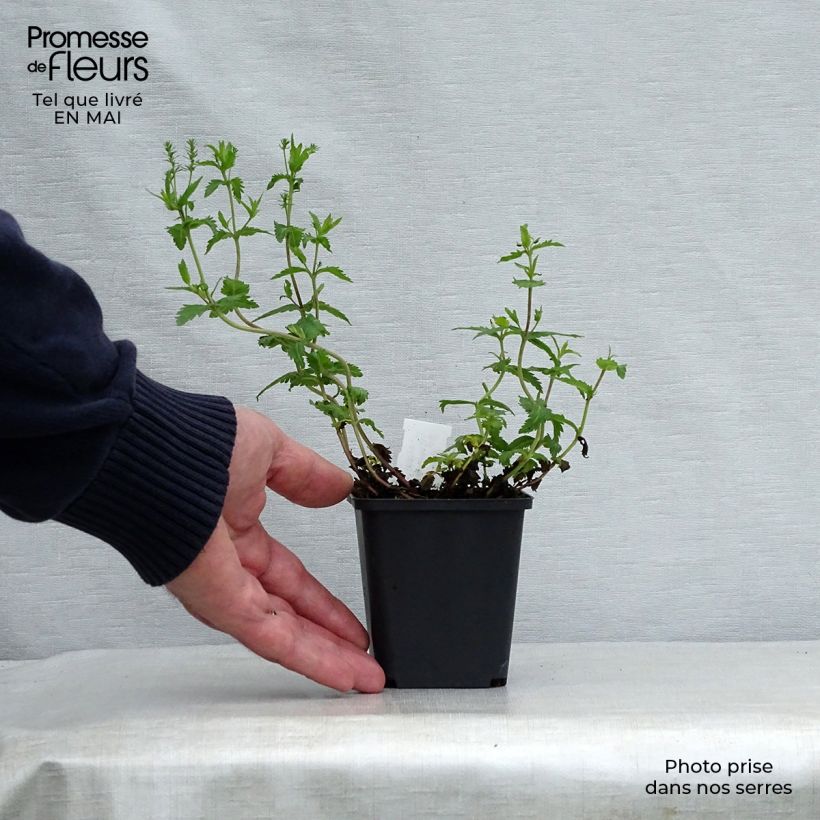 Exemplar von Veronica austriaca Knallblau - Österreichischer Ehrenpreis Kleine Töpfe von 8/9 cm wie im Frühjahr geliefert