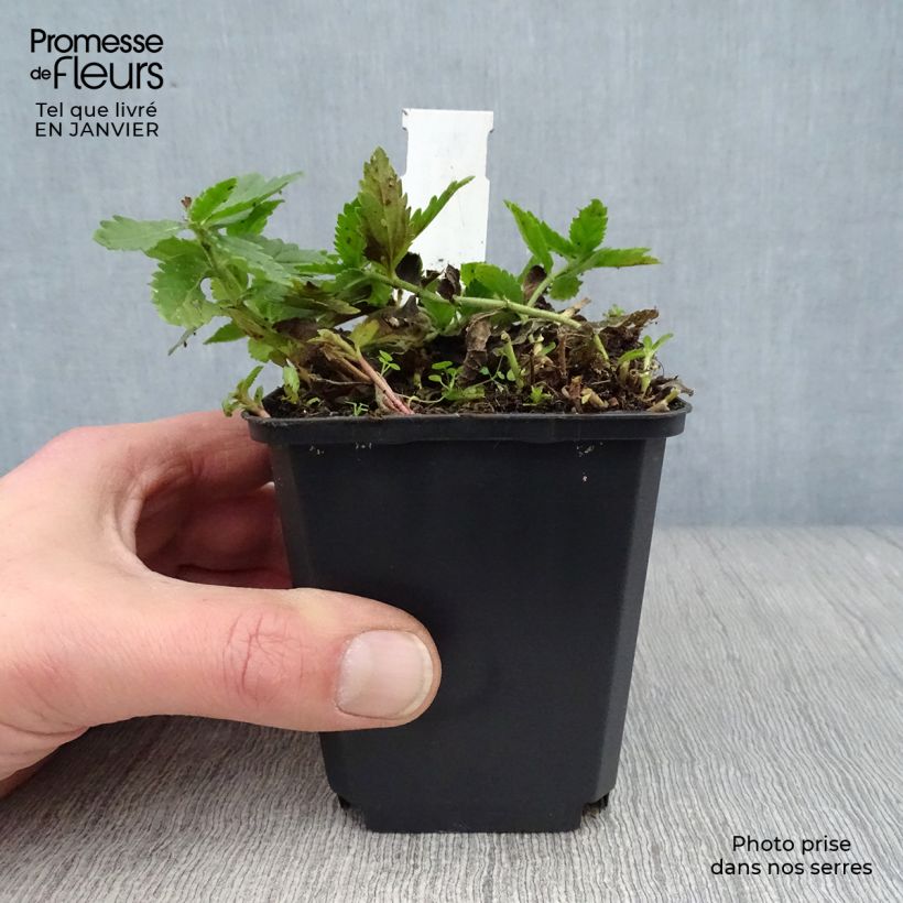 Exemplar von Veronica austriaca Knallblau - Österreichischer Ehrenpreis Kleine Töpfe von 8/9 cm wie im Winter geliefert