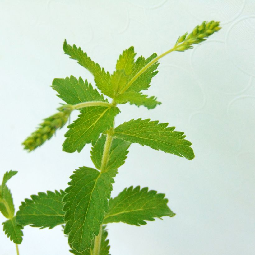 Veronica austriaca Knallblau - Österreichischer Ehrenpreis (Foliage)