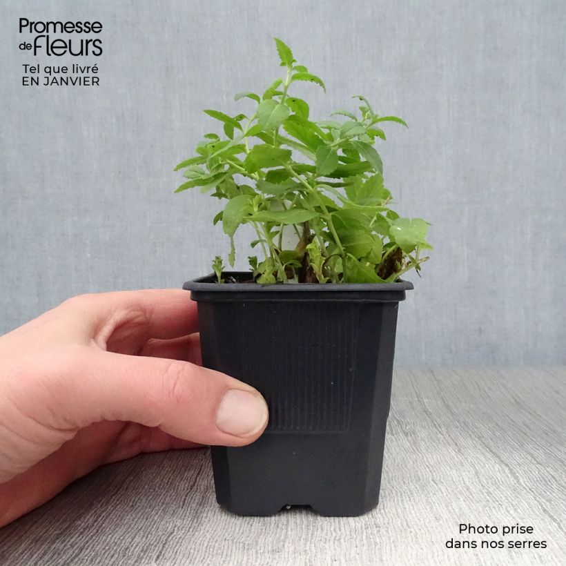 Exemplar von Veronica austriaca Royal Blue - Österreichischer Ehrenpreis Kleine Töpfe von 8/9 cm wie im Winter geliefert