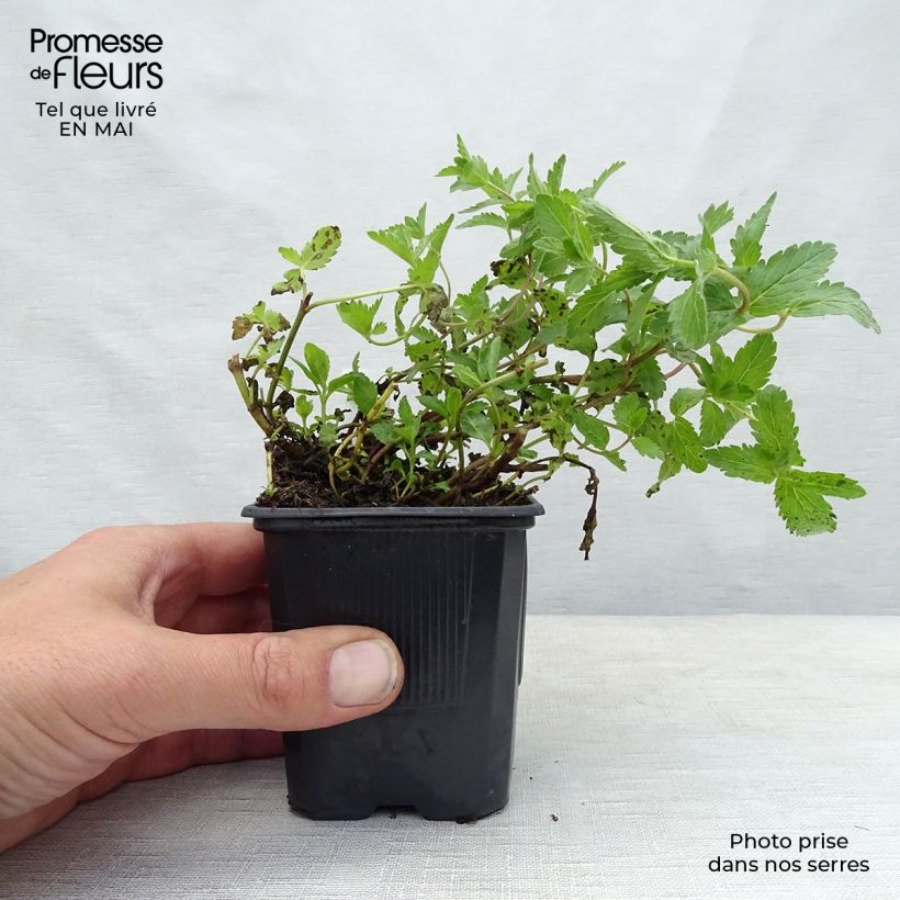 Exemplar von Veronica austriaca Royal Blue - Österreichischer Ehrenpreis Kleine Töpfe von 8/9 cm wie im Frühjahr geliefert