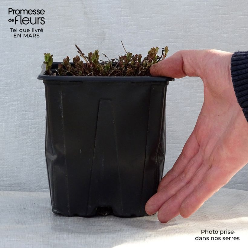 Exemplar von Veronica austriaca Royal Blue - Österreichischer Ehrenpreis Topf mit 2L/3L wie im Frühjahr geliefert