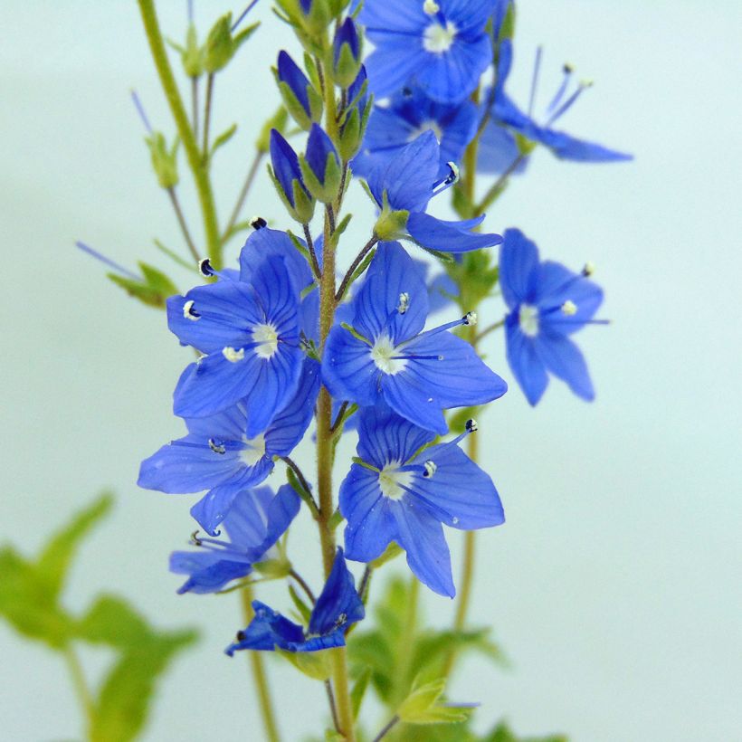 Veronica austriaca Royal Blue - Österreichischer Ehrenpreis (Flowering)