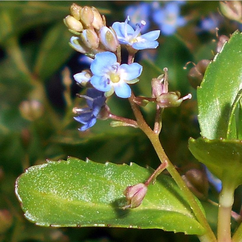 Veronica beccabunga - Bachbunge (Foliage)