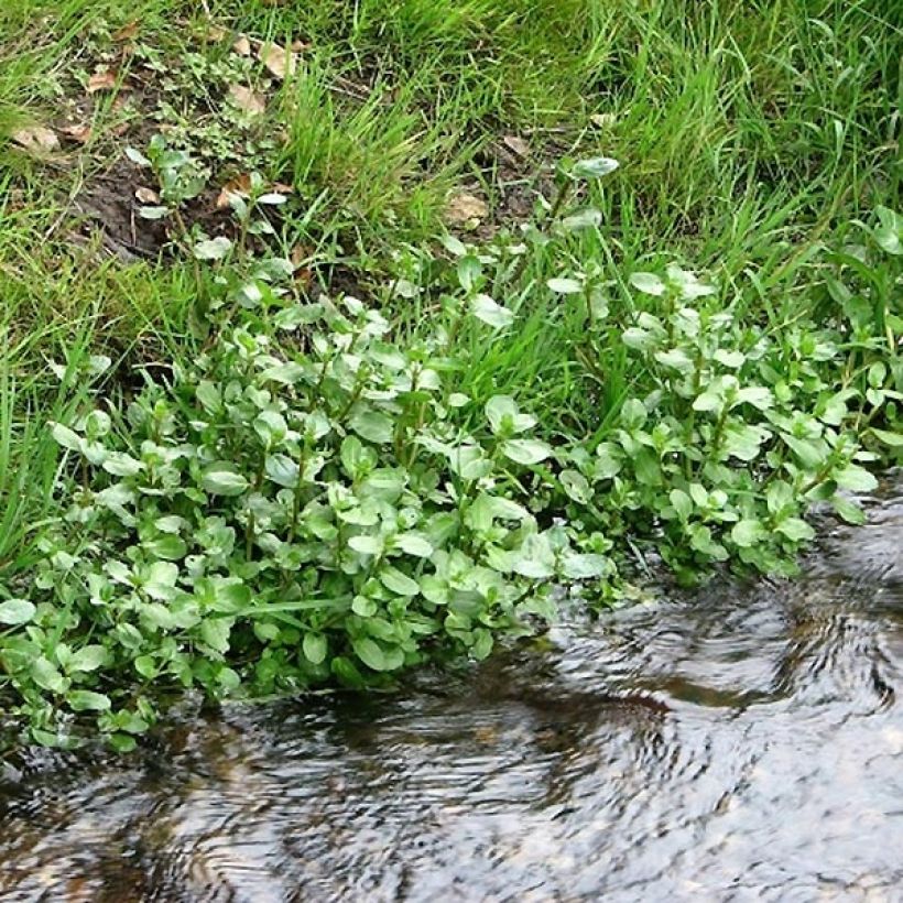 Veronica beccabunga - Bachbunge (Plant habit)