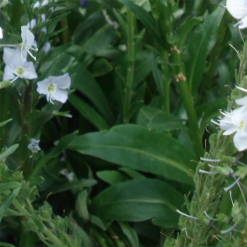 Veronica gentianoides - Enzianblättriger Ehrenpreis (Foliage)