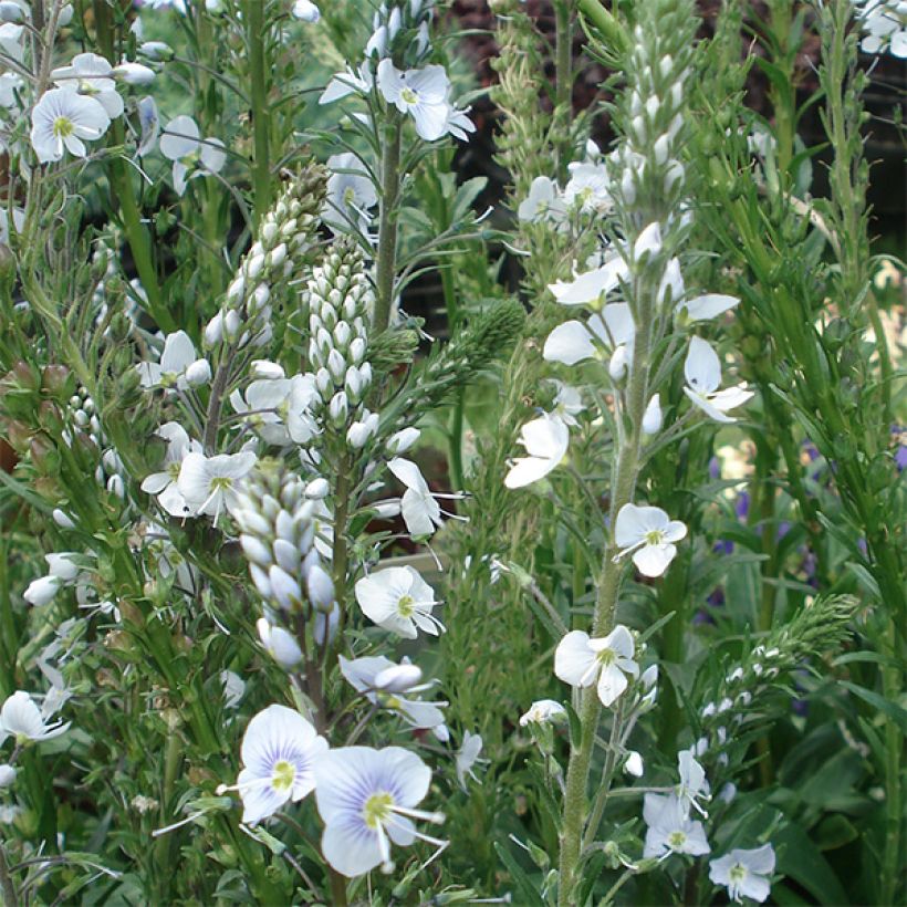 Veronica gentianoides - Enzianblättriger Ehrenpreis (Flowering)