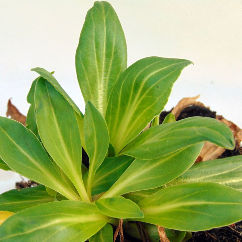 Veronica gentianoides Barbara Sherwood - Enzianblättriger Ehrenpreis (Foliage)