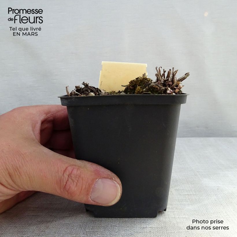 Exemplar von Veronica gentianoides Barbara Sherwood - Enzianblättriger Ehrenpreis Kleine Töpfe von 8/9 cm wie im Frühjahr geliefert