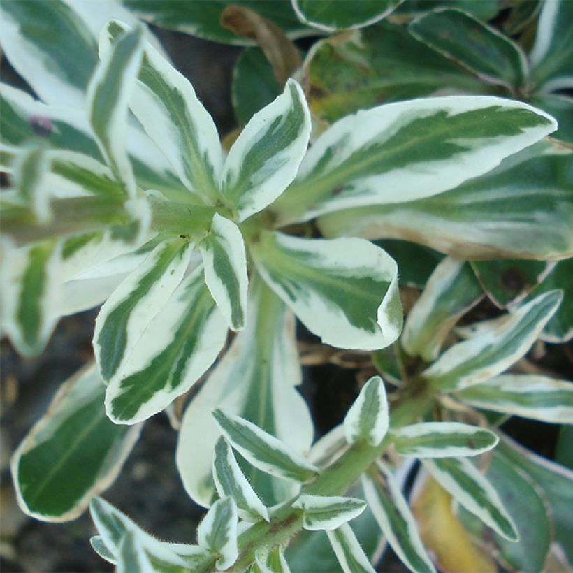 Veronica gentianoides Variegata - Enzianblättriger Ehrenpreis (Foliage)