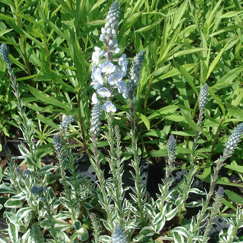 Veronica gentianoides Variegata - Enzianblättriger Ehrenpreis (Plant habit)