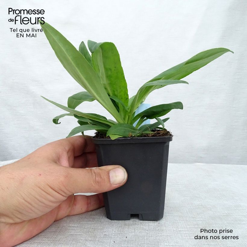 Exemplar von Veronica gentianoides - Enzianblättriger Ehrenpreis Kleine Töpfe von 8/9 cm wie im Frühjahr geliefert