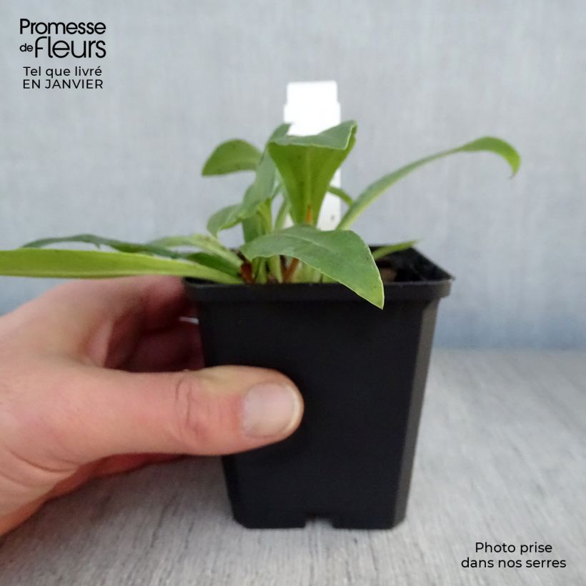 Exemplar von Veronica gentianoides - Enzianblättriger Ehrenpreis Kleine Töpfe von 8/9 cm wie im Winter geliefert