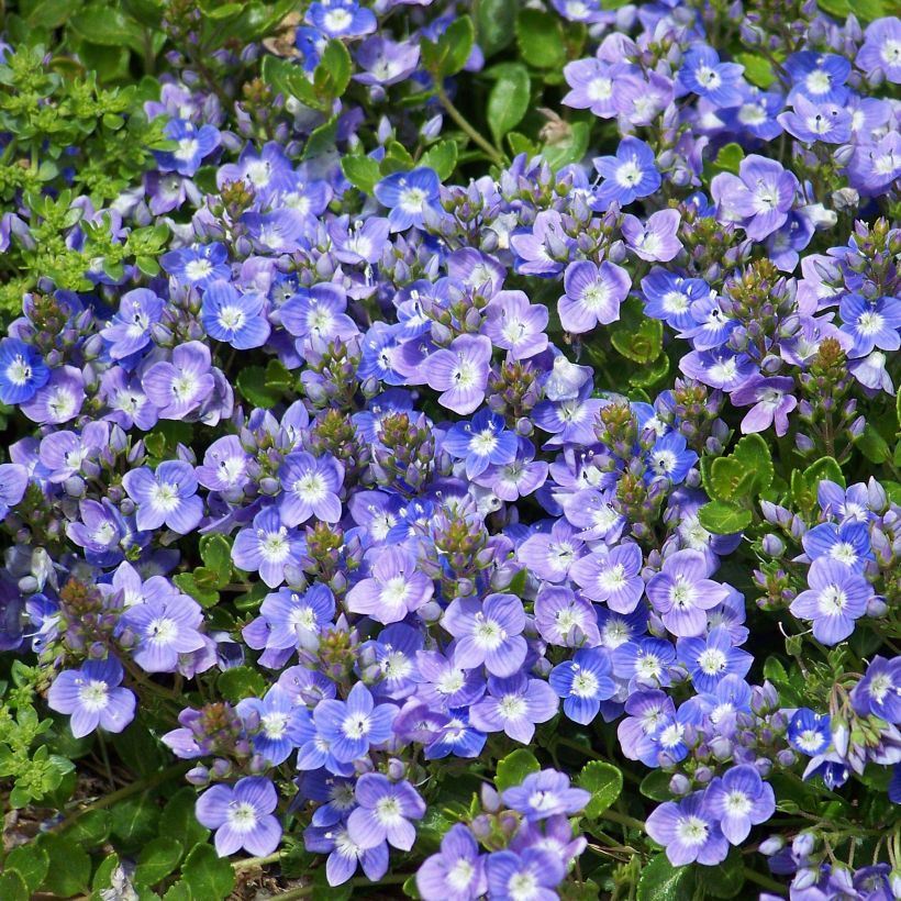 Veronica liwanensis - Zwerg-Polster-Ehrenpreis (Flowering)