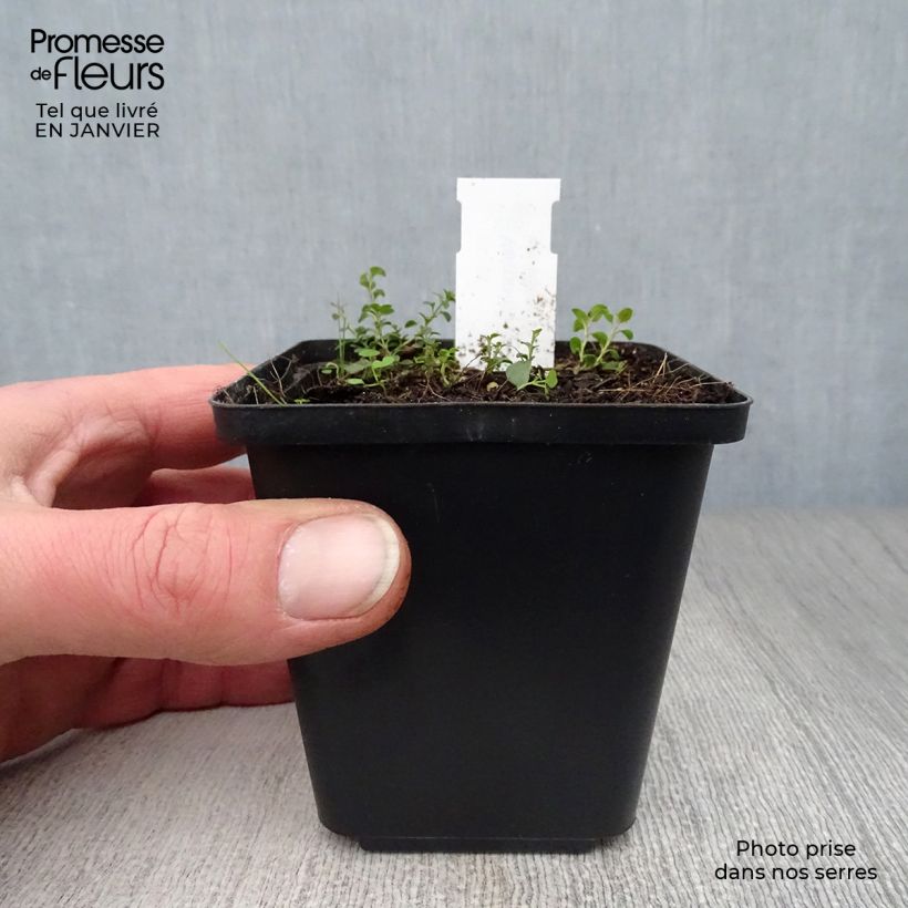 Exemplar von Veronica liwanensis - Zwerg-Polster-Ehrenpreis Kleine Töpfe von 8/9 cm wie im Winter geliefert