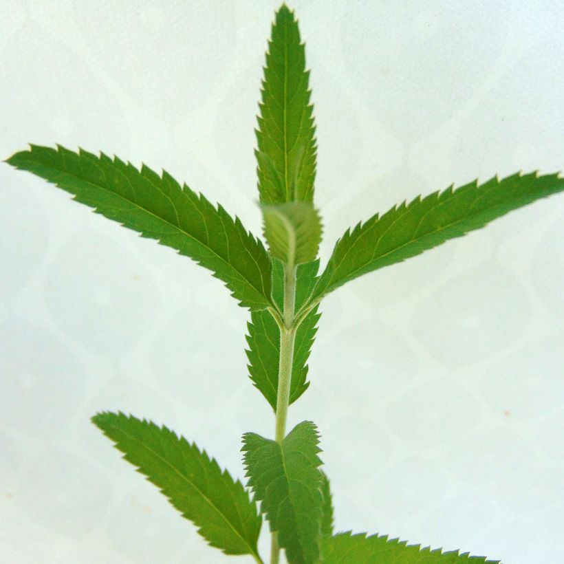 Langblättriger Ehrenpreis Blauriesin - Veronica longifolia (Foliage)